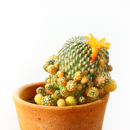 House plant, Pot of cactus, succulent pot plant for decorative in house, selective focus and free space for text.の写真素材