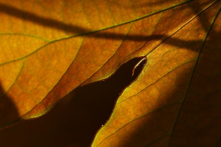 Still life of Bauhinia aureifolia leaves, selective focus and free space for text.