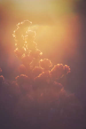 Still life of photography, soften of grass flowers on orange lighting background, selective focus and free space for text.の写真素材