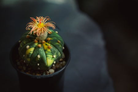 Still life photography of Cactus, Pot of cactus on black background, succulent pot plant for decorative in house, shoot in studio, selective focus and free space for text. Park and garden concept.の写真素材