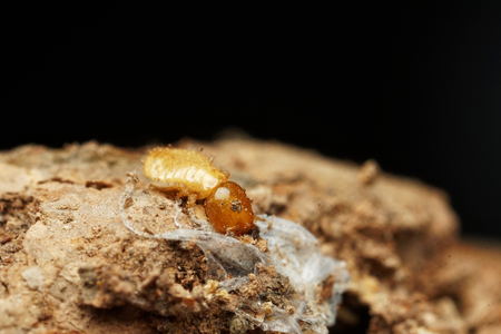 Termite on the wood. Concept dangerous for your home.の写真素材