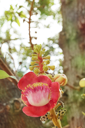 Beautiful blooming Cannonball flowers on the tree. Cannonball flowers of Cannonball Tree or Sal Tree in the temple, Religion and culture background ideas concept. Selective focus and free copy space.の写真素材