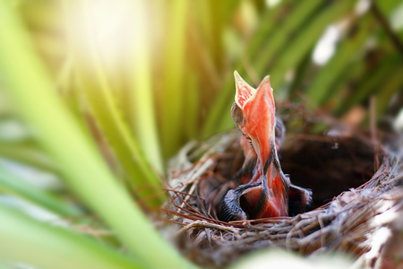 Close up of bird chicks on the nest. World environment Day background concept. Selective focus and free space for text, toned image.の写真素材