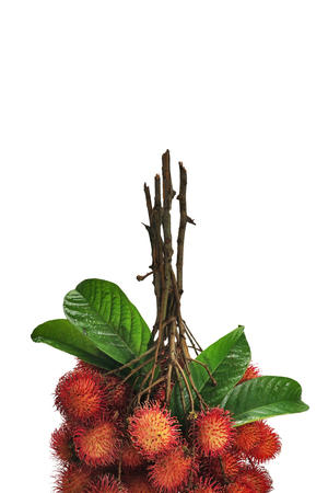 Rambutan isolated on white background. This image stacked for advertising. The tropical fruits ideas concept and free space for text.の写真素材