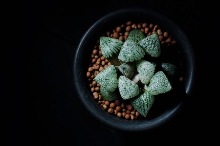 Still life photography of succulent, Pot of Haworthia variegated on black background, succulent pot plant for decorative in house, selective focus and free space for text. Park and garden concept.の写真素材