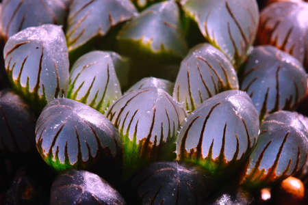 Still life photography of succulent, Pot of Haworthia variegated on black background, succulent pot...