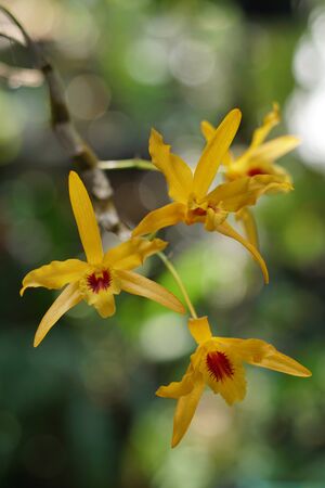 Natural background with the beautiful orchids vibrant dendrobium at Nursery orchids in Thailand. Orchids and garden on nature background ideas concept.  Selective focus and free space foe text.の写真素材