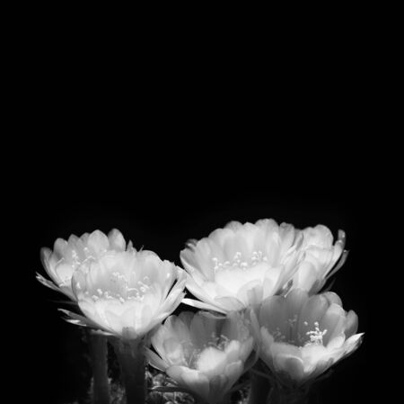 Black and white of cactus flowers with space foe background.の写真素材