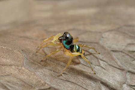 Extreme macro shot of Jumping spider on leave background. Jumping spider is very small but have big...