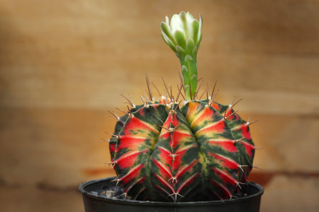 Gymnocalycium, Still life photography of succulent, Pot of gymnocalycium variegated, succulent pot plant for collection in glass house, selective focus and free space for text. Park and garden conceptの写真素材