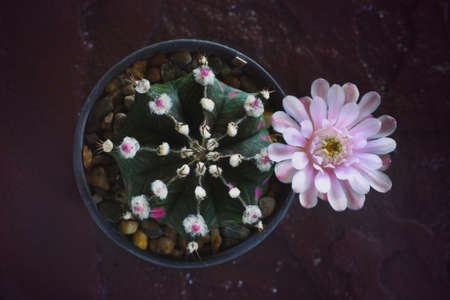 Gymnocalycium mihanovichii variegata is a species of cactus. Blooming pink cactus flower of Gymnocalycium mihanovichii on stone background. Free copy space. Advertisment of garden ideas concept.の写真素材