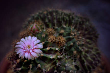 Gymnocalycium mihanovichii cristata montrose is a species of cactus. Blooming white cactus flower of...