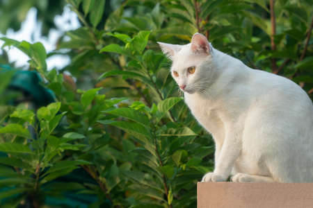 Beautiful color Thai cat sitting on the wall. Cute animals and pet concept, selective focus and free copy space.の写真素材
