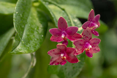 Natural background with the beautiful orchids vibrant Phalaenopsis at Nursery orchids in Thailand. Orchids and garden on nature background ideas concept.  Selective focus and free space for text.の写真素材