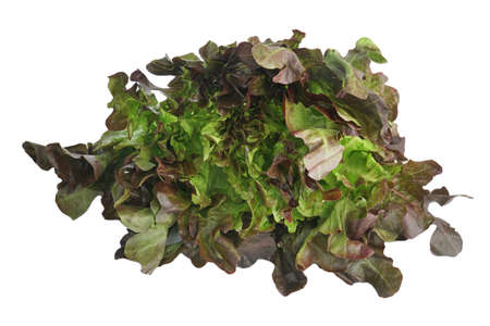 Fresh vegetables Red oak lettuce isolated on white background, this image with clipping path for art work.の写真素材