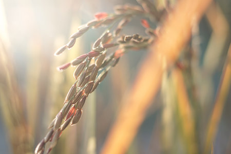 Silhouette of Pink rice field movement in the wind. Close up of gold paddy field. Green ears of rice. Flowering rice plants and seeds. Close up rice ears.の写真素材