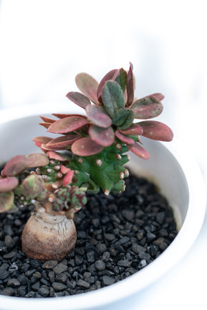 Still life photography of succulent, Pot of euphorbias free space for text. Park and garden concept.の写真素材