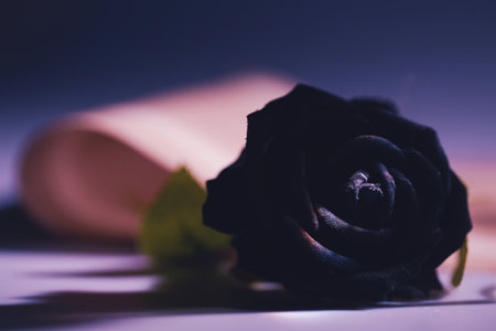 Black Rose, Happy Valentineâs Day 2025, Selective Focus.の写真素材