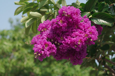 Japanese Crape Myrtle Flower, Lagerstroemia Indica. Lagerstroemia speciosa tree with pink and purple flowers in park.の写真素材