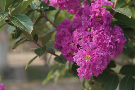 Japanese Crape Myrtle Flower, Lagerstroemia Indica. Lagerstroemia speciosa tree with pink and purple flowers in park.の写真素材