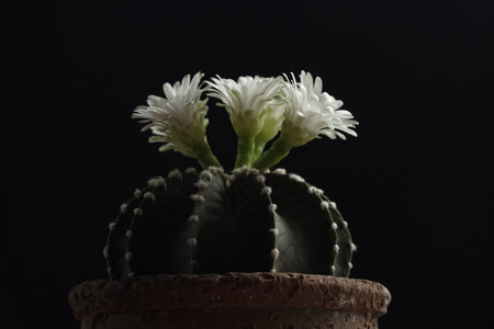 Cacti on black background, low light image.の写真素材