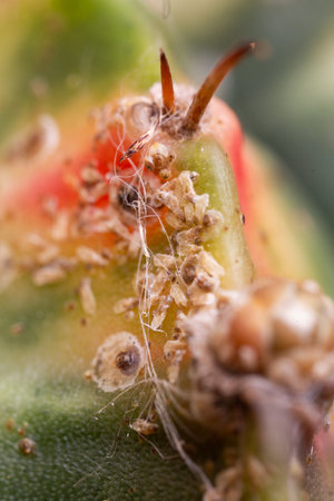 Cotton white scale on cactus skin. Cottony cushion scale are sap sucking insects with protective...