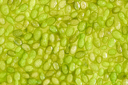 Wolffia globosa on clean water, the nutrient rich plant. High quality plant protein, omega 3 and...