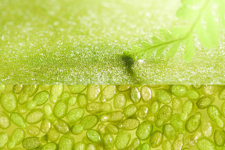 Wolffia globosa on clean water, the nutrient rich plant. High quality plant protein, omega 3 and...