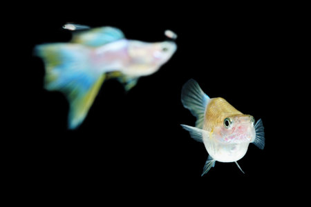 Fish in aquarium. Guppy Short Body glides gracefully, its shimmering colors like strokes of living light. Each delicate fin flows like silk in water. Guppy isolated on blackの写真素材