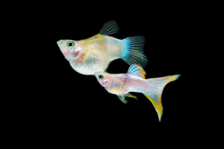 Fish in aquarium. Pingu Guppy Short Body glides gracefully, its shimmering colors like strokes of living light. Each delicate fin flows like silk in water. Guppy isolated on blackの写真素材