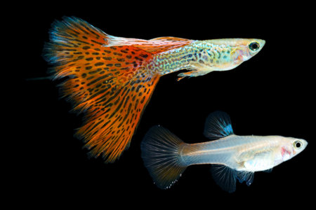 Fish in aquarium. Red Guppy glides gracefully, its shimmering colors like strokes of living light....