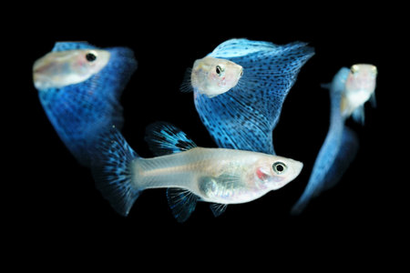 Fish in aquarium. Blue Guppy glides gracefully, its shimmering colors like strokes of living light....