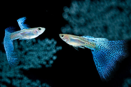 Fish in aquarium. Blue Guppy glides gracefully, its shimmering colors like strokes of living light....