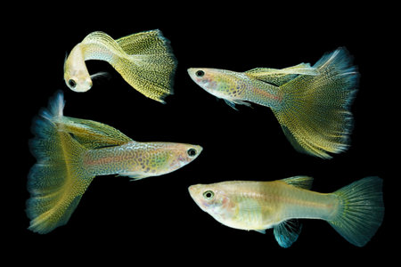 Fish in aquarium. Yellow Guppy glides gracefully, its shimmering colors like strokes of living light. Each delicate fin flows like silk in water. Guppy isolated on black backgroundの写真素材