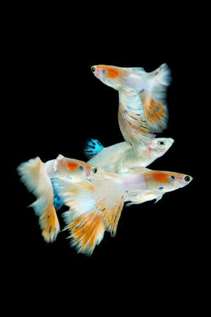 Fish in aquarium. Beautiful Guppy glides gracefully, its shimmering colors like strokes of living light. Each delicate fin flows like silk in water. Guppy isolated on black.の写真素材