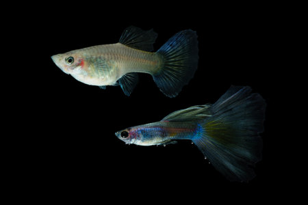 Fish in aquarium. Beautiful Guppy glides gracefully, its shimmering colors like strokes of living light. Each delicate fin flows like silk in water. Guppy isolated on black.の写真素材