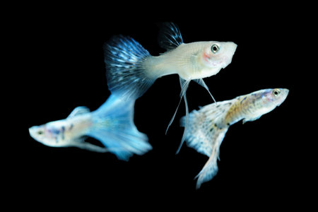 Fish in aquarium. Guppy glides gracefully, its shimmering colors like strokes of living light. Each delicate fin flows like silk in water. Guppy isolated on black.の写真素材