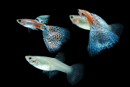 Fish in aquarium. Beautiful Guppy glides gracefully, its shimmering colors like strokes of living light. Each delicate fin flows like silk in water. Guppy isolated on black.の写真素材