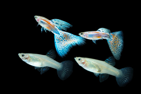Fish in aquarium. Beautiful Guppy glides gracefully, its shimmering colors like strokes of living light. Each delicate fin flows like silk in water. Guppy isolated on black.の写真素材