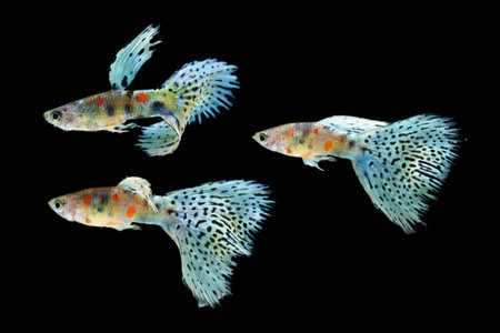 Fish in aquarium. Beautiful Guppy glides gracefully, its shimmering colors like strokes of living light. Each delicate fin flows like silk in water. Guppy isolated on blackの写真素材