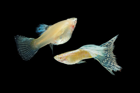 Fish in aquarium. Beautiful Guppy glides gracefully, its shimmering colors like strokes of living light. Each delicate fin flows like silk in water. Guppy isolated on blackの写真素材