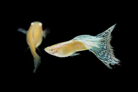 Fish in aquarium. Beautiful Guppy glides gracefully, its shimmering colors like strokes of living...