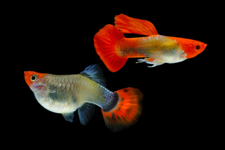Fish in aquarium. Beautiful Guppy glides gracefully, its shimmering colors like strokes of living light. Each delicate fin flows like silk in water. Guppy isolated on blackの写真素材