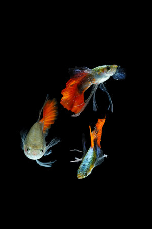 Fish in aquarium. Beautiful Guppy glides gracefully, its shimmering colors like strokes of living...