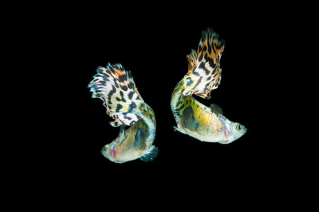 Fish in aquarium. Beautiful Guppy glides gracefully, its shimmering colors like strokes of living light. Each delicate fin flows like silk in water. Guppy isolated on blackの写真素材