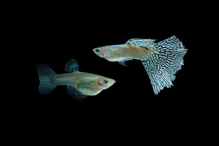 Fish in aquarium. Beautiful Guppy glides gracefully, its shimmering colors like strokes of living...