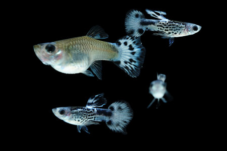 Fish in aquarium. Beautiful Guppy glides gracefully, its shimmering colors like strokes of living light. Each delicate fin flows like silk in water. Guppy isolated on blackの写真素材