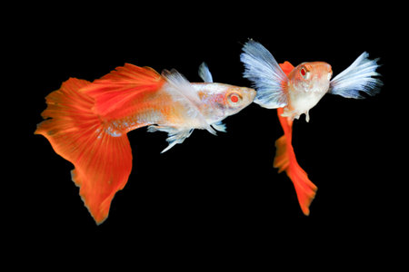 Fish in aquarium. Beautiful Guppy glides gracefully, its shimmering colors like strokes of living light. Each delicate fin flows like silk in water. Guppy isolated on blackの写真素材