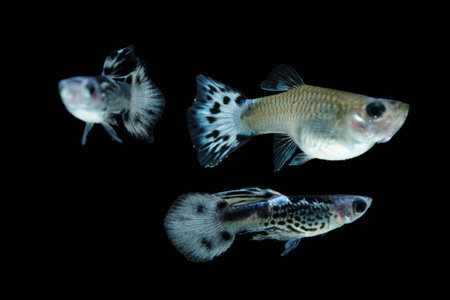 Fish in aquarium. Beautiful Guppy glides gracefully, its shimmering colors like strokes of living light. Each delicate fin flows like silk in water. Guppy isolated on blackの写真素材