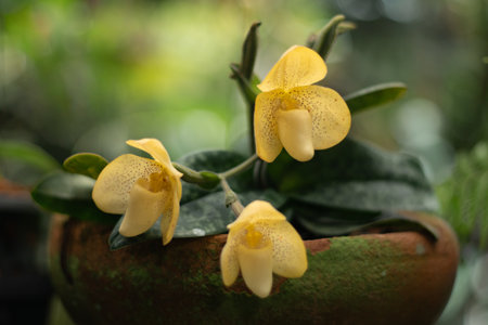 The species orchids is Paphiopedilum at lnursery in Thailand, Natural background with beautiful...